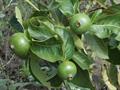 Alibertia edulis